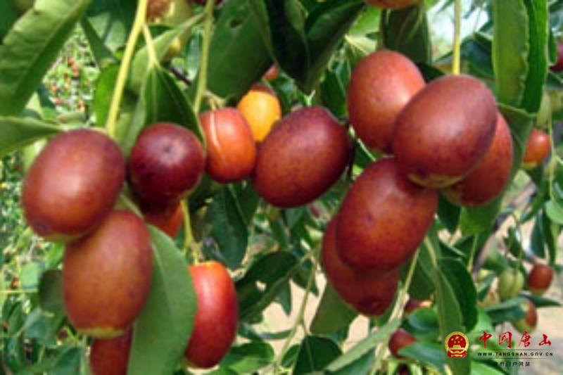 玉田特色孤树金丝小枣