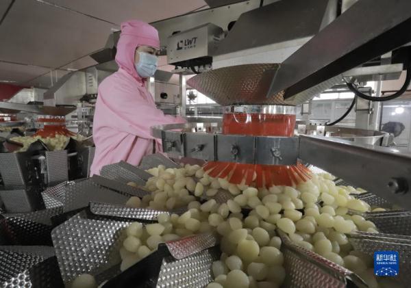 河北遵化：农产品深加工助力乡村振兴