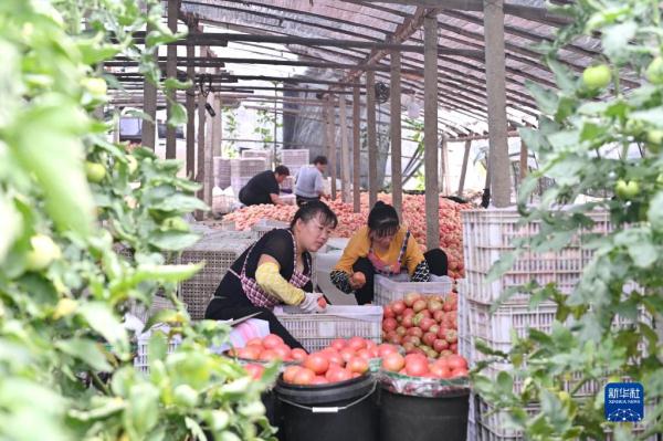 河北滦州:蔬菜种植促农增收 河北滦州:蔬菜种植促农增收