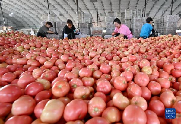 河北滦州:蔬菜种植促农增收 河北滦州:蔬菜种植促农增收
