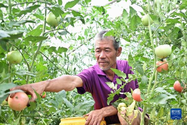 河北滦州:蔬菜种植促农增收 河北滦州:蔬菜种植促农增收